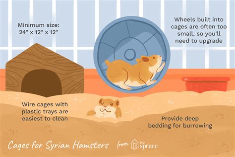 minimum syrian hamster cage size